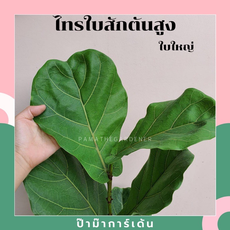 มุมมอง 4