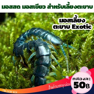 มอส สำหรับเลี้ยง ตะขาบ สัตว์ Exotic กล่องละ 50 บาท มอสทำรังสัตว์เลี้ยง