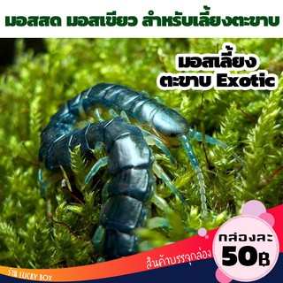 มอส สำหรับเลี้ยง ตะขาบ สัตว์ Exotic กล่องละ 50 บาท มอสทำรังสัตว์เลี้ยง