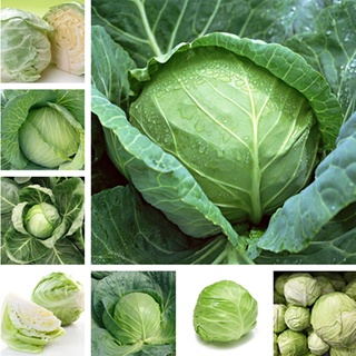 ปลูกง่าย ของแท้ 100%ประเทศไทย พร้อมสต็อกBrassica Oleracea Seeds 200pcs เมล็ด เมล็ดพันธุ์ผัก คุณภาพดี ราคาถูก เมล็ดพันธุ์