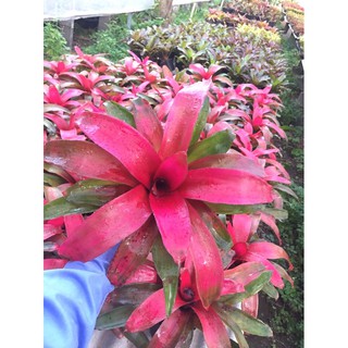 Neo Grace (ยังไม่เต็มฟอร์ม) #ต้นสับประรดสี#bromeliad# ต้นไม้สวยงาม# ไม้ประดับ# ตกแต่งสวน# ปลูกตกแต่งบ้าน# ไม้มงคล