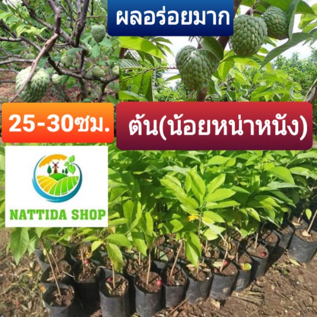 ต้นน้อยหน่าหนัง เเท้ๆๆ NATTIDA SHOP น้อยหน่า น้อยหน่าหนัง ต้นน้อยหน่า