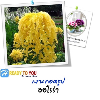 เงาะถอดรูป (Amaranthus) อมารันทัส ออโรร่า  25 เมล็ด (จาก Sakata Ornamentals EMEA)