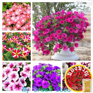 100 pcs Morning Glory Petunia Seeds  Goddess Vegetable  Fruit  Seed plant seed pokok bunga hidup murah pasu bunga hiasan