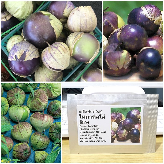 เมล็ดพันธุ์ โทมาทิลโล่ สีม่วง (Purple Tomatillo Seed) คุณภาพดี ราคาถูก ของแท้ 100%