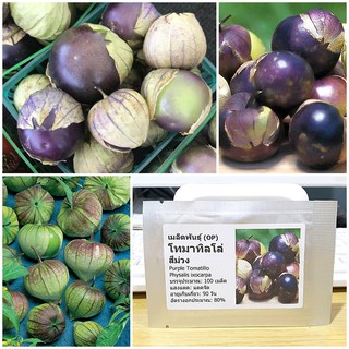 เมล็ดพันธุ์ โทมาทิลโล่ สีม่วง (Purple Tomatillo Seed) คุณภาพดี ราคาถูก ของแท้ 100%