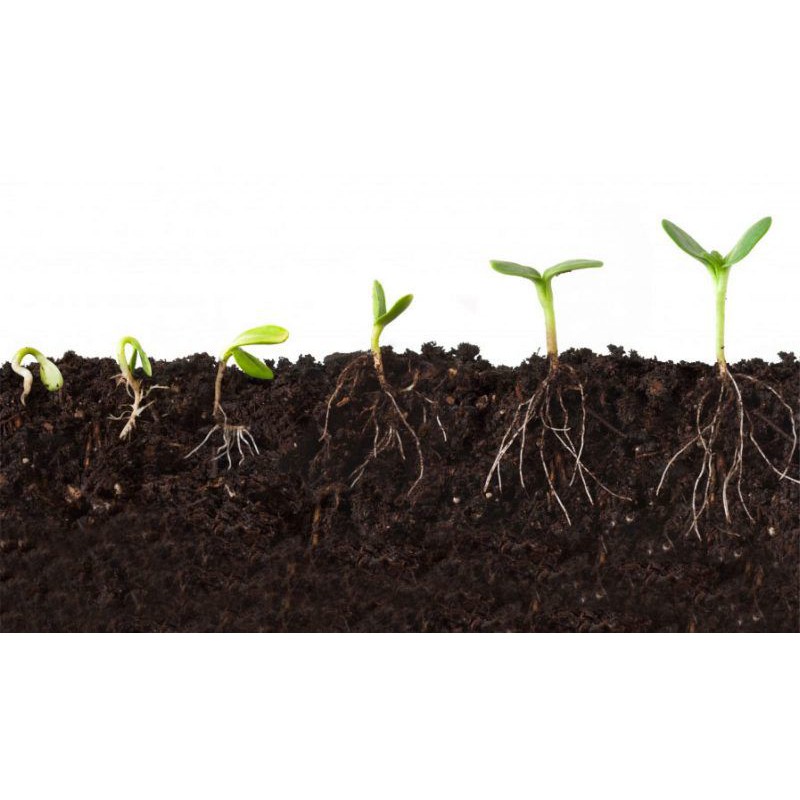 ไมคอร์ไรซ่า Mycorrhiza 200กรัม เชื้อราไมคอไรซ่า จุลินทรีย์เชื้อราชีวภาพกระตุ้นพืชโตเร็ว ราคา ถูกที่สุด ดีลบีเคเค แกลเลอรีภาพที่ 5