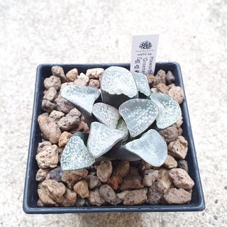 พร้อมส่ง!!ฮาโวเทีย Haworthia hybrid Groenewaldii จัดส่งแบบล้างราก