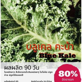 เมล็ดพันธุ์ คะน้าบลูเคล 250 เมล็ด บลูเคล Kale คะน้า (ซื้อ 10 แถม 1 คละอย่างได้)