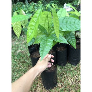 ต้นโกโก้พันธุ์ชุมพร 🌳👍🏻 (10 แถม 1) 🌳🌱