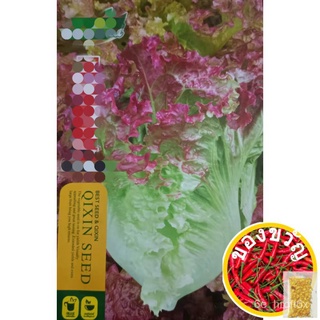 เมล็ดพันธุ์เรดอิตาลีสลัด 2000 เมล็ด สลัดอิตาลีสีแดง ผักกาดหอมอิตาลีแดง เมล็ดพันธุ์คุณภาพ ปลูกง่าย ชอบอากาศเย็น รสชาติดีC