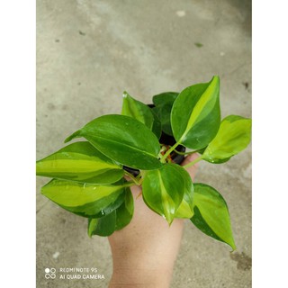 พลูบราซิล  ต้นพลูเรือนแก้ว  Philodendron brazil  กระถาง 3-4 นิ้ว  59 บาท ส่งคละสีนะคะ มีสีเขียว สีด่าง สีทอง