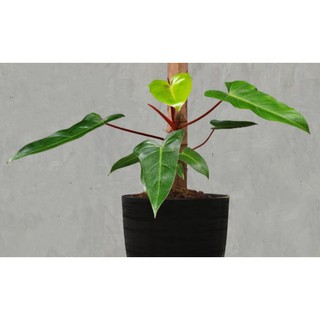 ฟิโลเดนดรอนมรกตแดง Red Emerald Philodendron ไม้ประดับ ฟอกอากาศ