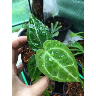 หน้าวัวหัวใจกำมะหยี่/anthurium Crystallinum  3”