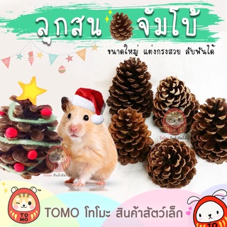 ร้านโทโมะ 💕 ลูกสน จัมโบ้ ตกแต่งกรง (ขั้นต่ำ 50.-❗️) ลับฟัน กระต่าย แฮมสเตอร์ เจอร์บิล กระรอก ชินชิลล่า