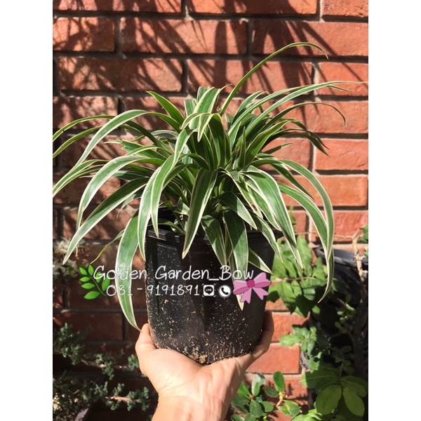 ต้นเศรษฐีเรือนนอก ไม้มงคล ใบสีสวยๆ