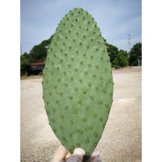 Opuntia echios var echios ขนาด11~12นิ้ว