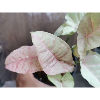 เงินไหลมาด่างจุดชมพู​ Syngonium​ Pink​ Spot​