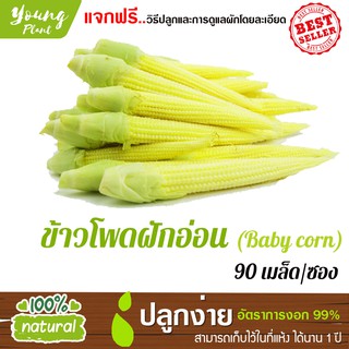 เมล็ดข้าวโพดฝักอ่อน 90เมล็ด อัตราการงอก95% (แถมฟรี!!! เมล็ดผักกวางตุ้ง500 เม็ด)