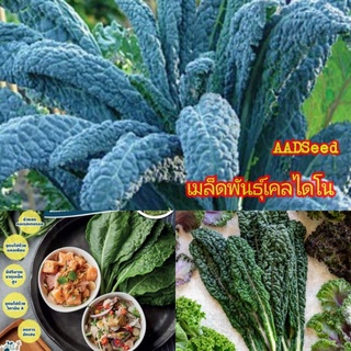 เมล็ดพันธุ์เคลไดโนเสาร์Kale​ บรรจุ200เมล็ด​ รสชาติกรอบอร่อยใบใช้ห่อเมนูเมี่ยงหรือจะผัดใส่สลัดได้หหลากหลายเมนู