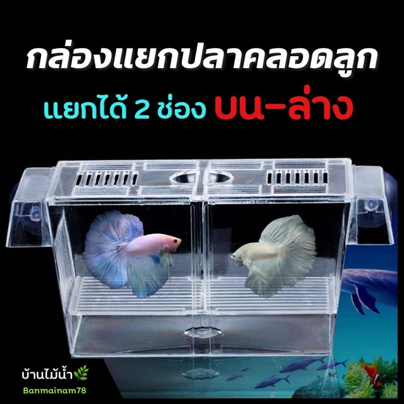 กล่องแยกปลา แนวนอน ปลาคลอดลูก แยกลูกปลา แยกแม่ปลาที่เพิ่งคลอดลูก แยกลูกกุ้ง แยกปลาป่วย | บ้านไม้น้ำ🌿