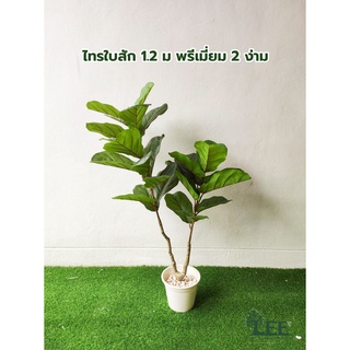 (( ใบพรีเมี่ยม )) ต้นไทรใบสัก 1.2 เมตร รุ่น 2 ง่าม / ต้นไม้ปลอมตกแต่งบ้าน Leeartplants