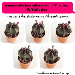 Gymnocalycium mihanovichii f. rubra ยิมโนผิวม่วง ไม้แยกหน่อ cactus กระบองเพชร แคคตัส กุหลาบหิน พืชอวบน้ำ