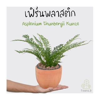 Treeno.9 T6 เฟิร์นพลาสติก (Asplenium thunbergii Kunze) กระถาง 6 นิ้ว สูง 25-30 ซม. ไม้ประดับใบสวย พุ่มแน่นๆ แผ่กว้าง ใบเหมือนพลาสติก