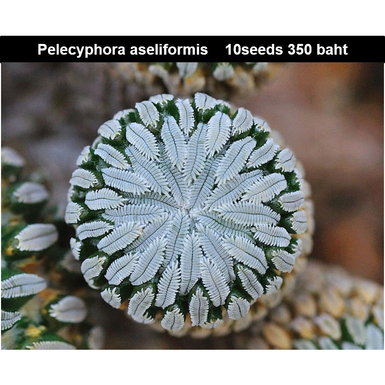 Pelecyphora aseliformis 10seeds 350 baht