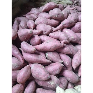 ยอดมันม่วงโอกินาว่า,ส้มโอกินาว่า , ชุดละ 50-100 ยอด #เลือกสายพันธุ์ได้
