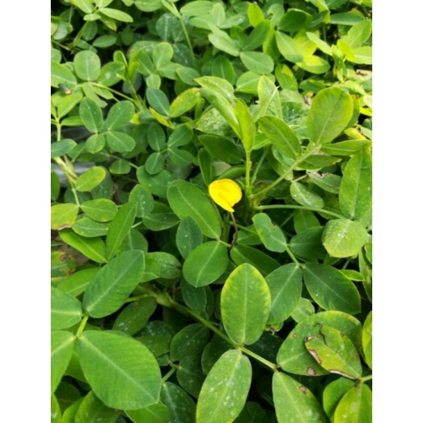 ถั่วบราซิล ดอกสีเหลือง พืชประดับ ปลูกคลุมดิน คลุมวัชพืช ชุดละ20ถุง