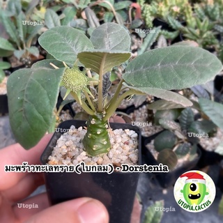 มะพร้าวทะเลทราย - Dorstenia [กระถาง2นิ้ว] ใบกลม,ใบยาว