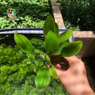 อเมซอนอุรุกวัย (ต้นเปล่า) 🌱🌱