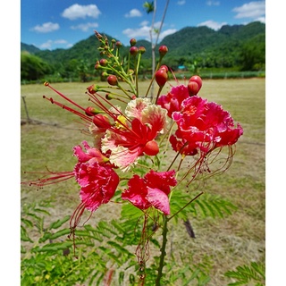 เมล็ดพันธุ์ 20 เมล็ด หางนกยูงฝรั่ง ดอกสีชมพู ต้นไม้บังแดด ออกดอกเต็มต้น Flame Tree, Flamboyant, Royal Poinciana