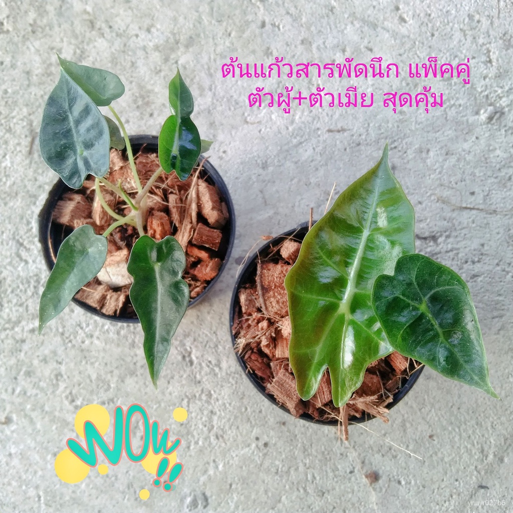 My Image 13