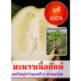มะนาวหวาน (1ต้น) มะนาวหวานยักษ์  (มะนาวหวานทานเนื้อ) ต้นกล้ามะนาวหวานยักษ์ ผลไม้แปลกหาทานยาก ต้นกล้าสูง20-25ซม. พร้อมส่ง