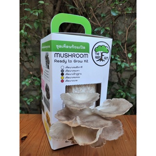 ชุดคิทเห็ดนางฟ้าภูฐานพร้อมเปิด (Mushroom Ready To Grow Kit)