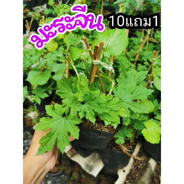 ต้นมะระจีน ผักสมุนไพรไทย พืชผักสวนครัว บำรุงสายตา ฟอกอากาศ ไม้มงคล ต้นไม้ ดืน ปุ๋ย หิน แต่งบ้าน จัดสวน ผักสวนครัว