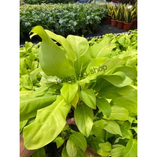 ฟิโลทอง ฟิโลเดนดรอนสีทอง gloden philodendron กระถาง 5-6”