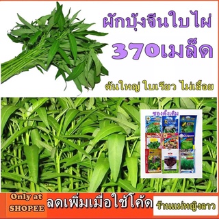 ผักบุ้งจีน ใบไผ่ 370 เมล็ด พันธ์ุ เพาะปลูกง่าย ใบเรียวแหลม ต้นใหญ่ ตรง ไม่เลื้อย ซองเดิม ผักสวนครัว วิธีการปลูก ผักสลัด