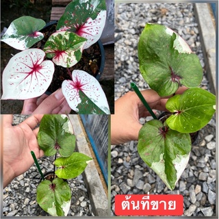บอนด่าง ไซร์ใหญ่ตั้งแม่ เศรษฐีพันล้าน บอนสี จัดส่งทั้งกระถาง💢☘️