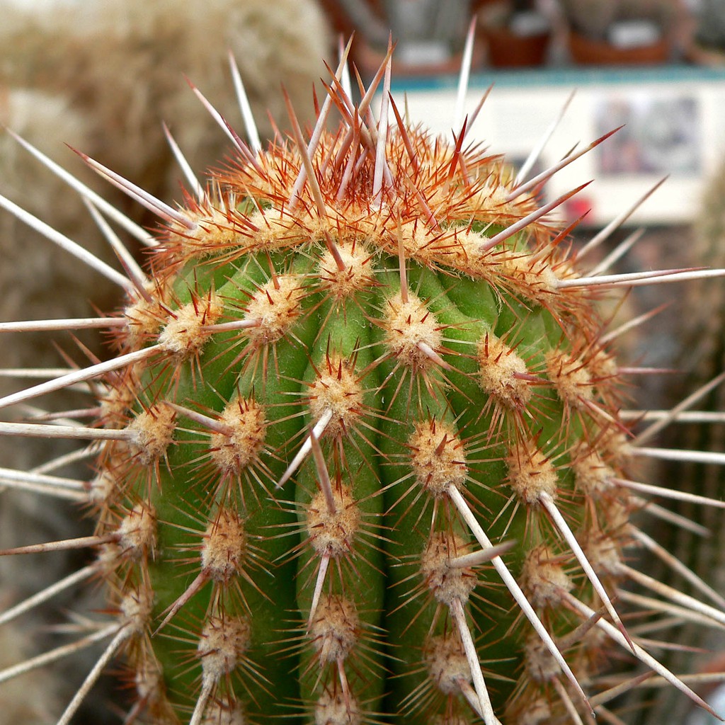 Best Seller กระบองเพชรไม้ลำ/ แคคตัส cactus Espostoa mirabilis 9-11cm สินค้าคุณภาพดี