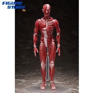 *Pre-Order*(จอง) figma Human Anatomical Model (อ่านรายละเอียดก่อนสั่งซื้อ)