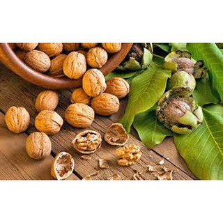 พร้อมส่ง🔥Walnuts ถั่ววอลนัท วอลนัต วอนัทอบบำรุงสติปัญญา T17