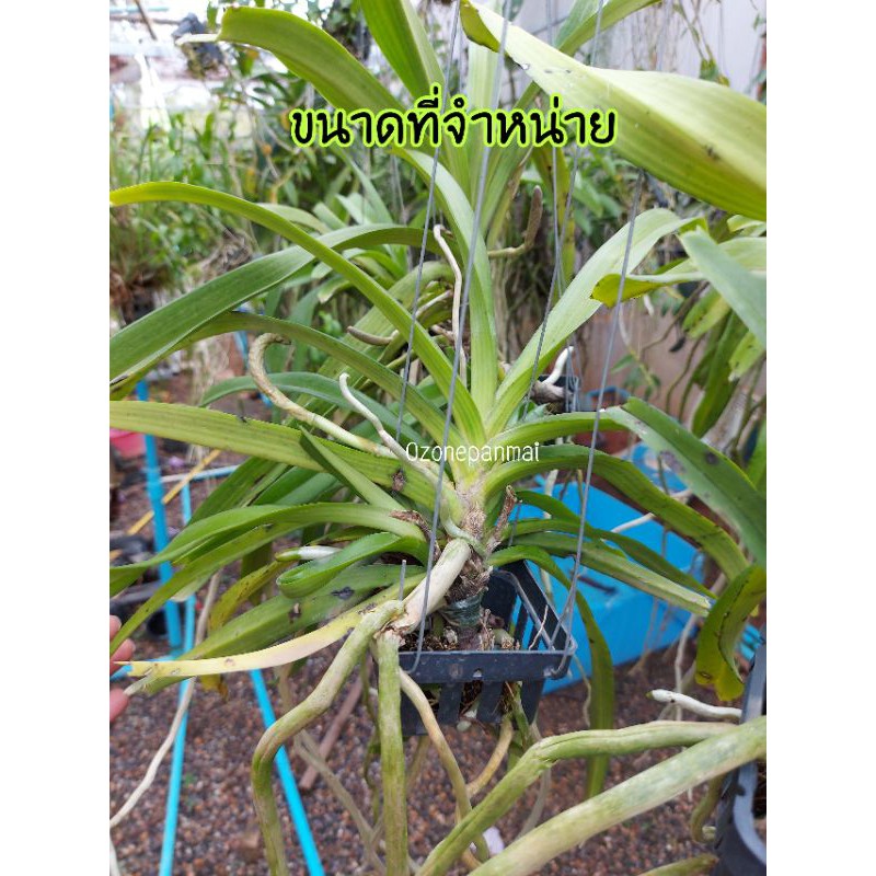 กล้วยไม้เอื้องไอยเรศพันธุ์แท้  กลิ่นหอม​มาก ช่อดอกยาวมาก - รูปที่ 2