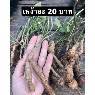 ผักสาบหรือผักอีนูน ขายเป็นเหง้า เหง้าละ 20 บาท พร้อมส่ง