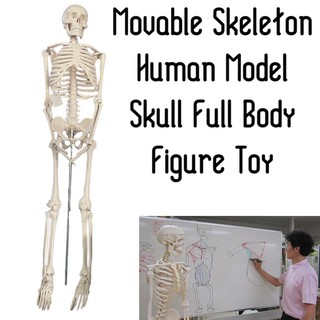 JOO HUAT  85cm + Base 1.5cm PVC Human Children Body Skeleton Model Set Anatomical Educational Toy OHUW