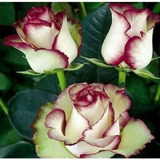 30 เมล็ด กุหลาบ Champagne Rose Seeds ดอกใหญ่ นำเข้าพร้อมคู่มือ