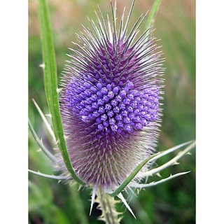 ทีเซล Dipsacus fullonum wild teasel 100 เมล็ด นำเข้าอังกฤษ