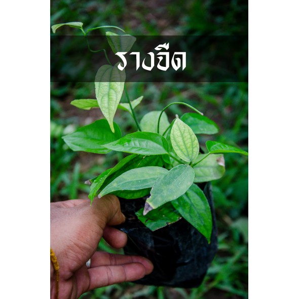 รางจืด ต้นพันธุ์พร้อมส่ง ต้นสวยแข็งแรง